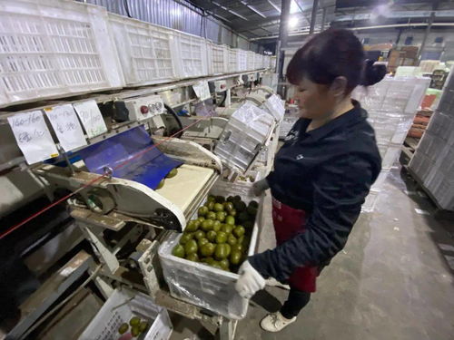 水果客服日理千机，天猫双11点亮蒲江信息咨询新篇章